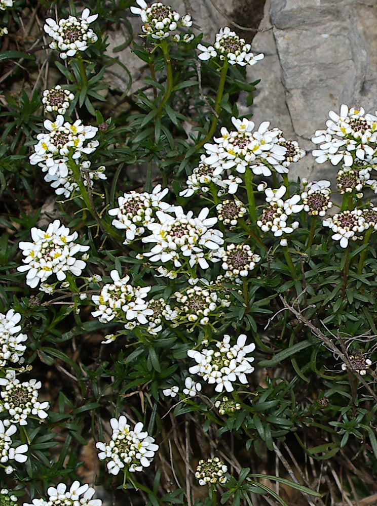 Iberis sempervirens / Iberis sempreverde